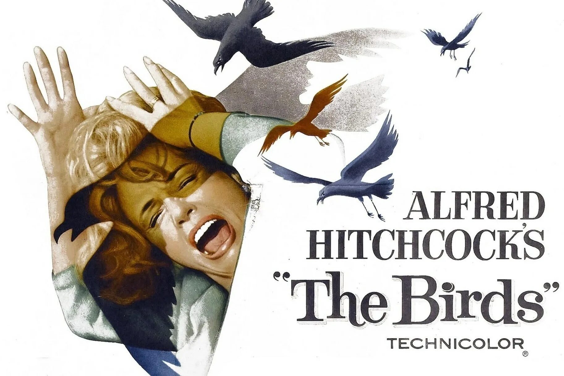 The birds part 1. The birds part 1