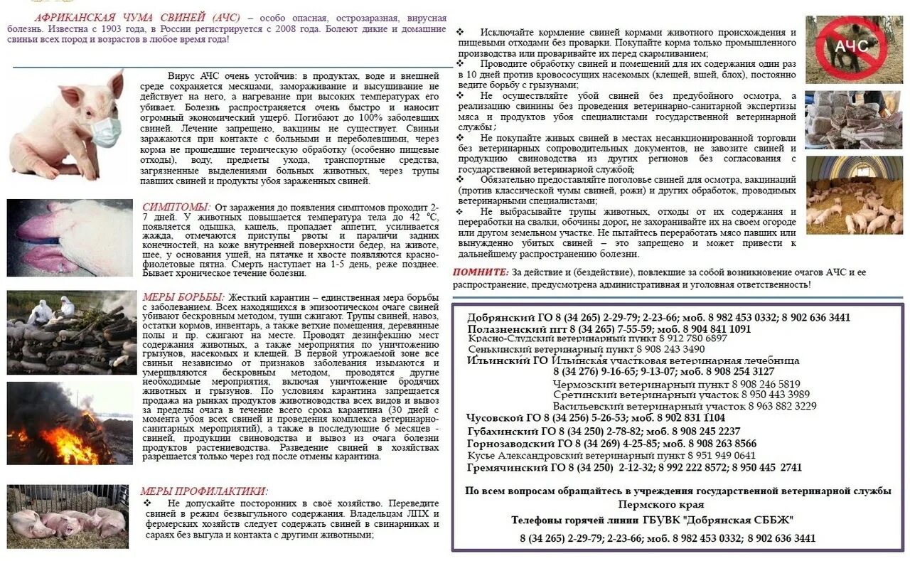 Африканская чума свиней памятка АЧС. Памятка по классической чуме свиней. Приказ свиньи