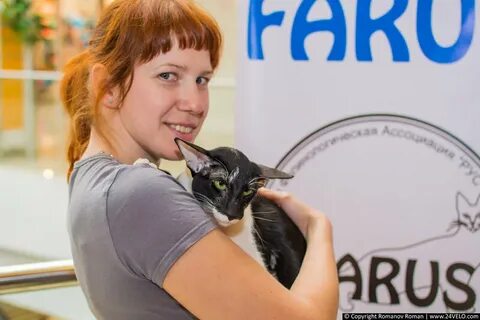 Выставка кошек красноярск июнь 2024