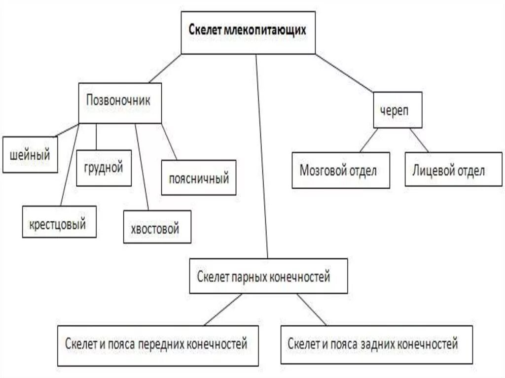 Запишите выводы особенностях скелета млекопитающих сделайте рисунки. Отделы скелета млекопитающих 7 класс. Отделы скелета млекопитающих таблица 7 класс. Скелет млекопитающих схема 7 класс. Таблица по отделам скелета млекопитающих.