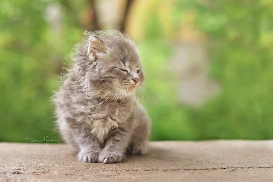 Wind cat