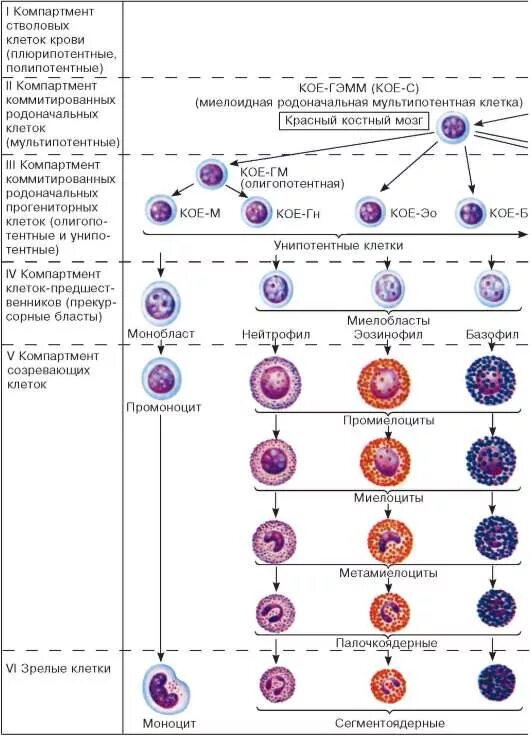 Стадии развития крови. Схема кроветворения стволовая клетка. Клетки крови гистология таблица. Схема кроветворения лимфоцитов. Гемопоэтическая стволовая клетка схема.