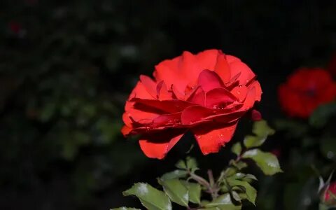 Rose ultra