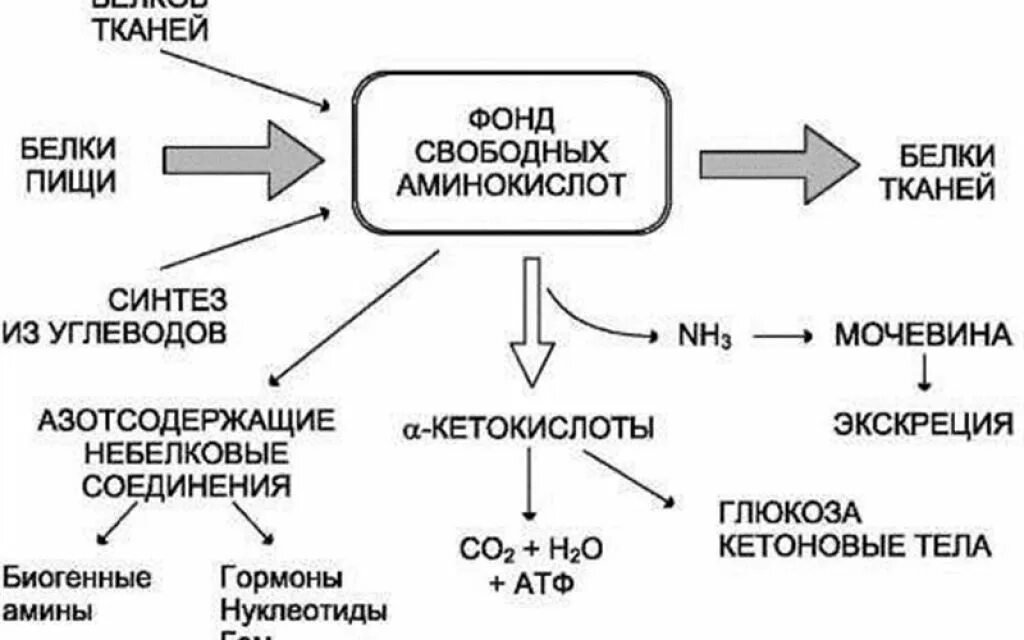 Синтез белка из углеводов. Схема источники и пути использования аминокислот. Общая схема катаболизм белков. Основные пути использования аминокислот в организме человека (схема).