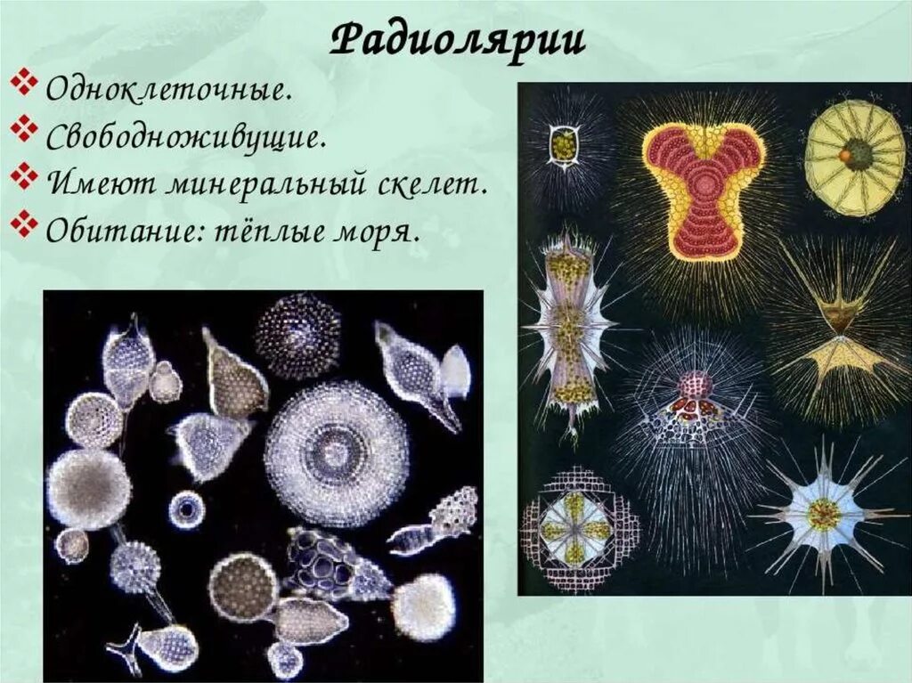 Класс солнечники представители. Как называется простейшие солнечные. Виды простейших. Саркодовые лучевики. Представленных простейших.