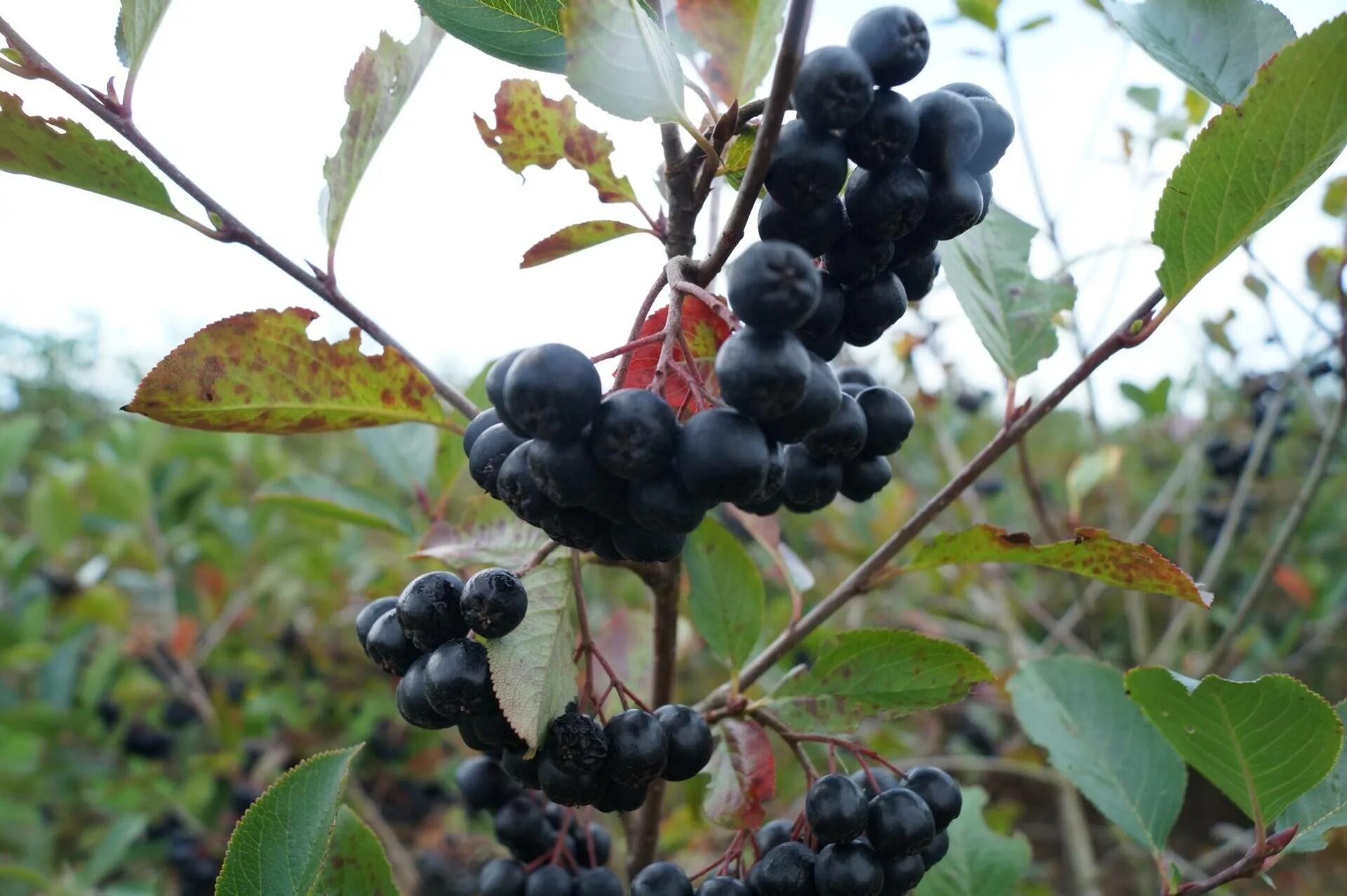 Aronia prunifolia Viking. Aronia prunifolia (Marshall) Rehder - арония сливолистная. Арония Викинг (6 лет). Qaragile meyvesi по русскому. Арония викинг