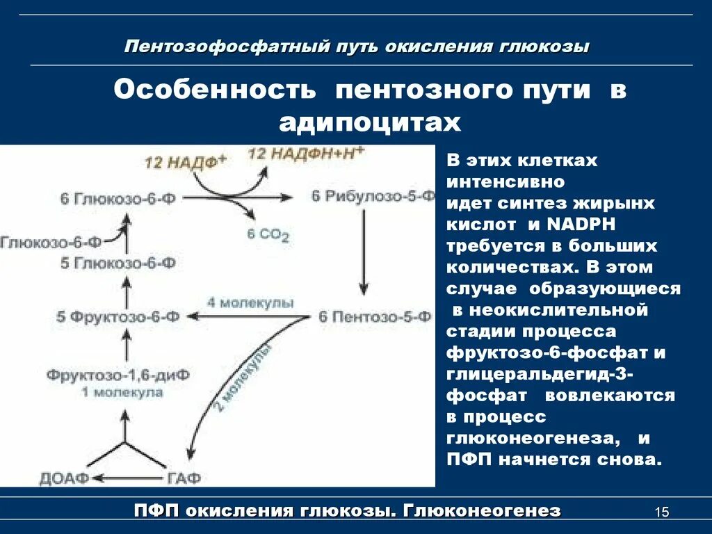 Пентозофосфатный (апотомический) путь окисления Глюкозы.. Пентозофосфатный путь биохимия 1 этап. Пентозофосфатный путь биохимия реакции. Схему реакций окислительного этапа пентозофосфатного пути. Реакции образования циклов