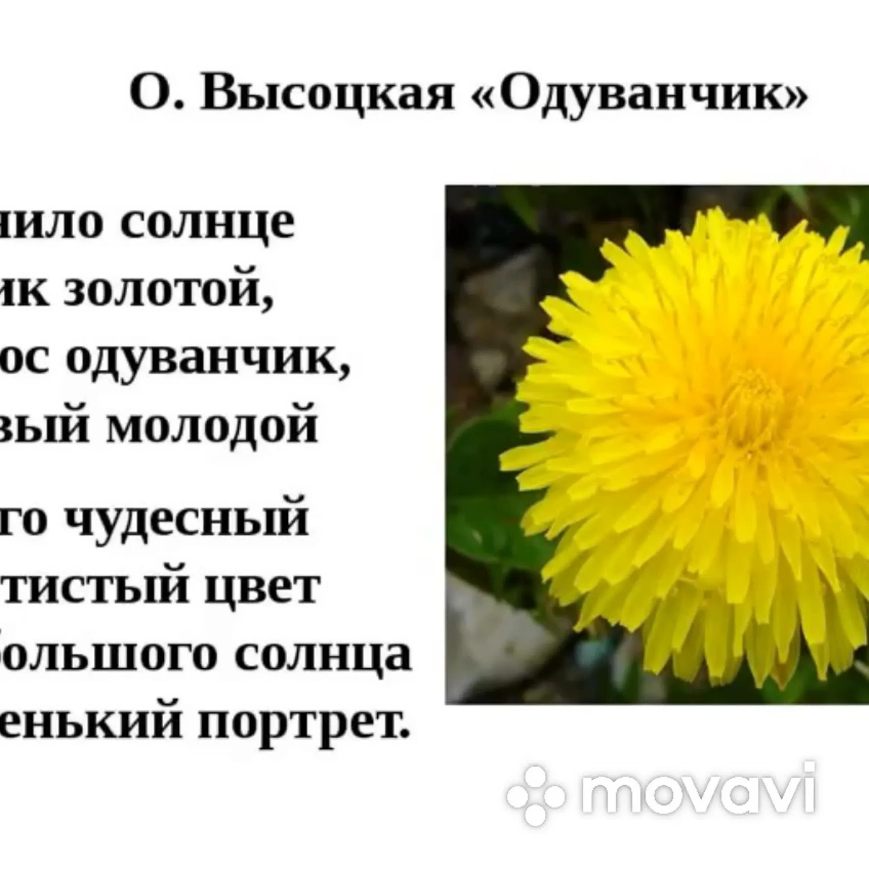 Уронило солнце лучик золотой. Стихотворение про одуванчик. Стих про одуванчик для детей. Песня какая ты хорошая как солнышко