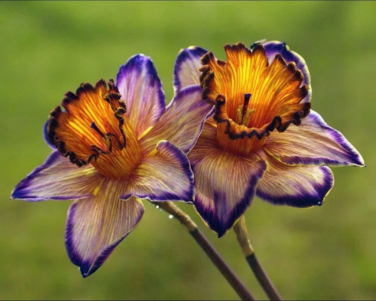Каких цветов бывают нарциссы. Нарцисс цветок. Нарцисс (растение). Сорта нарциссов. Нарцисс (Narcissus).