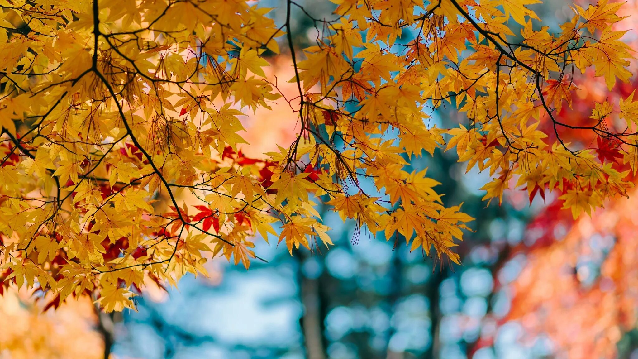 Новые красивые осенние картинки. Клен красный autumn Radiance. Осень. Осень листья. Клен осенью.