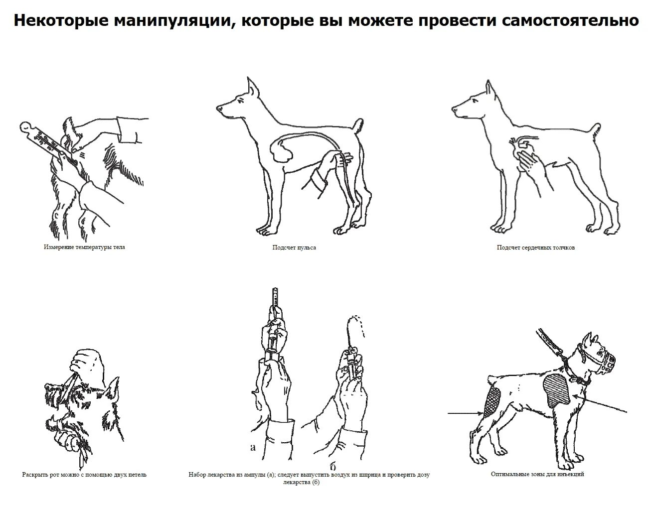 У собаки разъезжаются лапы. Схема собаки. Задние конечности собаки. Новообразование на задней лапе у собаки.