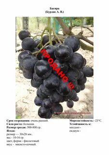 Прима украины отзывы