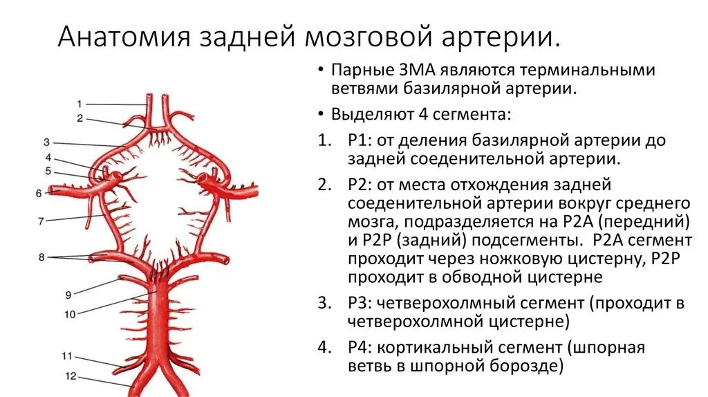 P1 сегмент задней мозговой артерии. А1 сегмент передней мозговой артерии. Бассейн задней мозговой артерии схема. Сегменты артерий Виллизиева круга. Сегмент а1 пма