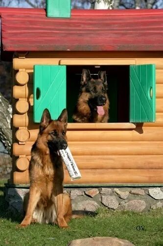 собачья конура для немецкой овчарки. будка терри 1700. будка для алабая. будка овчарке фото. конура для восточноевропейской овчарки.