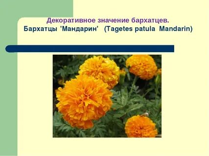 Легенда о бархатцах