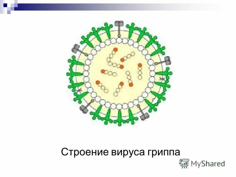 Грипп состав. Схема строения вириона вируса гриппа. Структура вируса гриппа микробиология. Схематическая структура вируса гриппа. Коронавирус строение вириона.