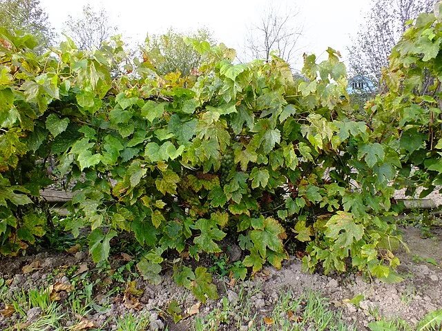 Виноград амурский - Vitis amurensis: плоды и листья