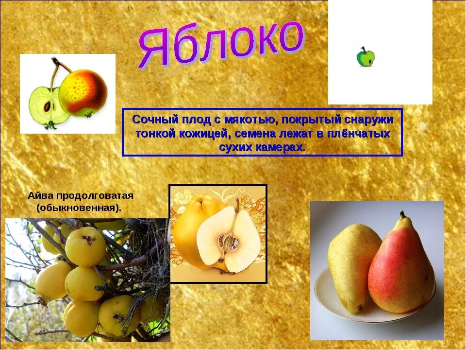 Кожура семян 6. Сочные плоды. Плод яблока биология 6 класс. Сочные плоды яблоня. Яблоко сочный или сухой плод.