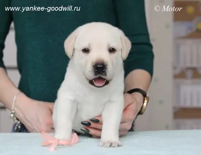 Щенки лабрадора ретривера в москве