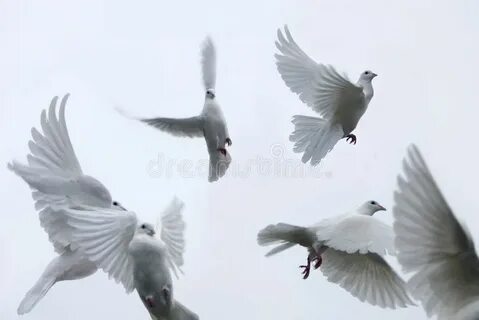 Белые голуби поют