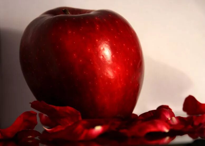 Яблоня любовь. Ярко красное яблоко. Красное алое яблоко. Железное яблоко. Огромное красное яблоко.