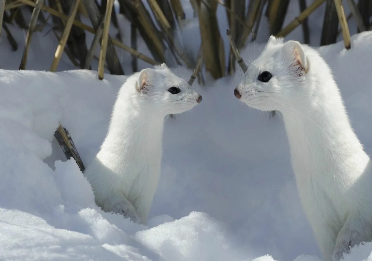 цвет горностая зимой. тундровый горностай. европейская норка белая. тундровый горностай. сиамский горностай.