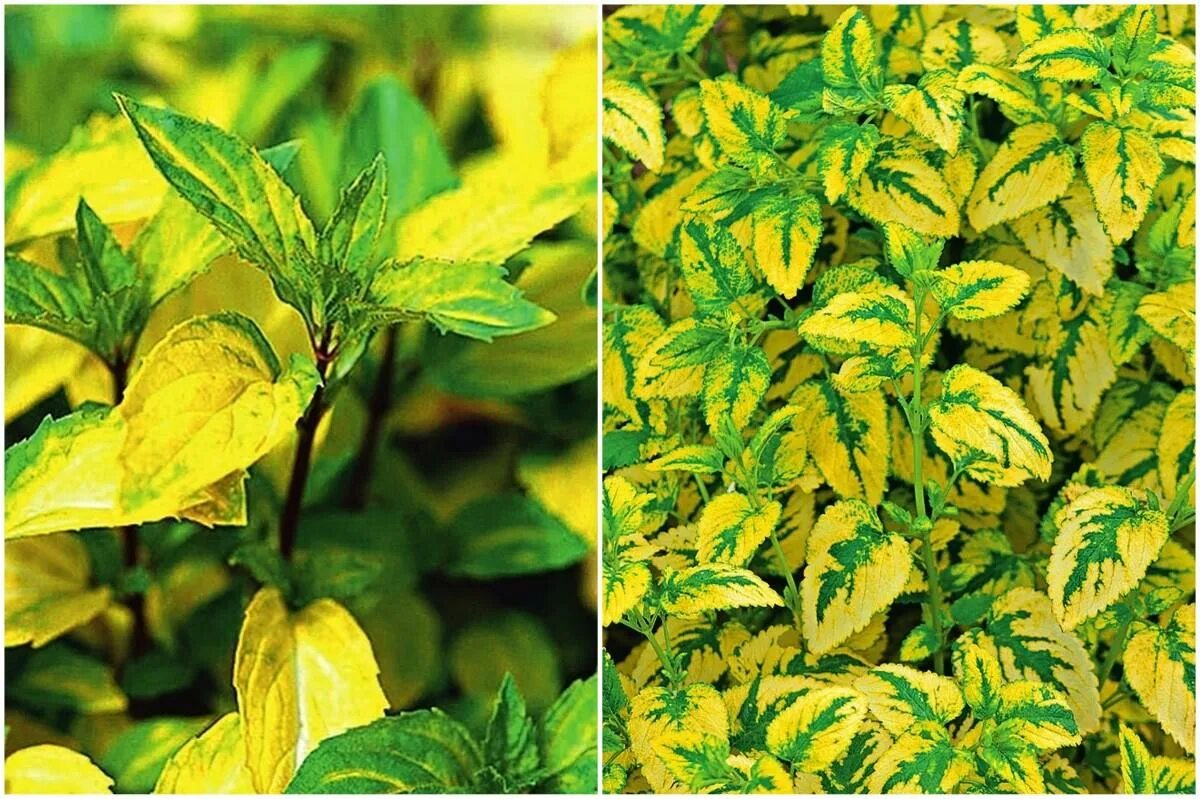 форзиция золотистая. растение с желтыми листочками. растение с желтыми листочками. бересклет форчуна аргентеовариегата. желтый цветочек круглые листья.