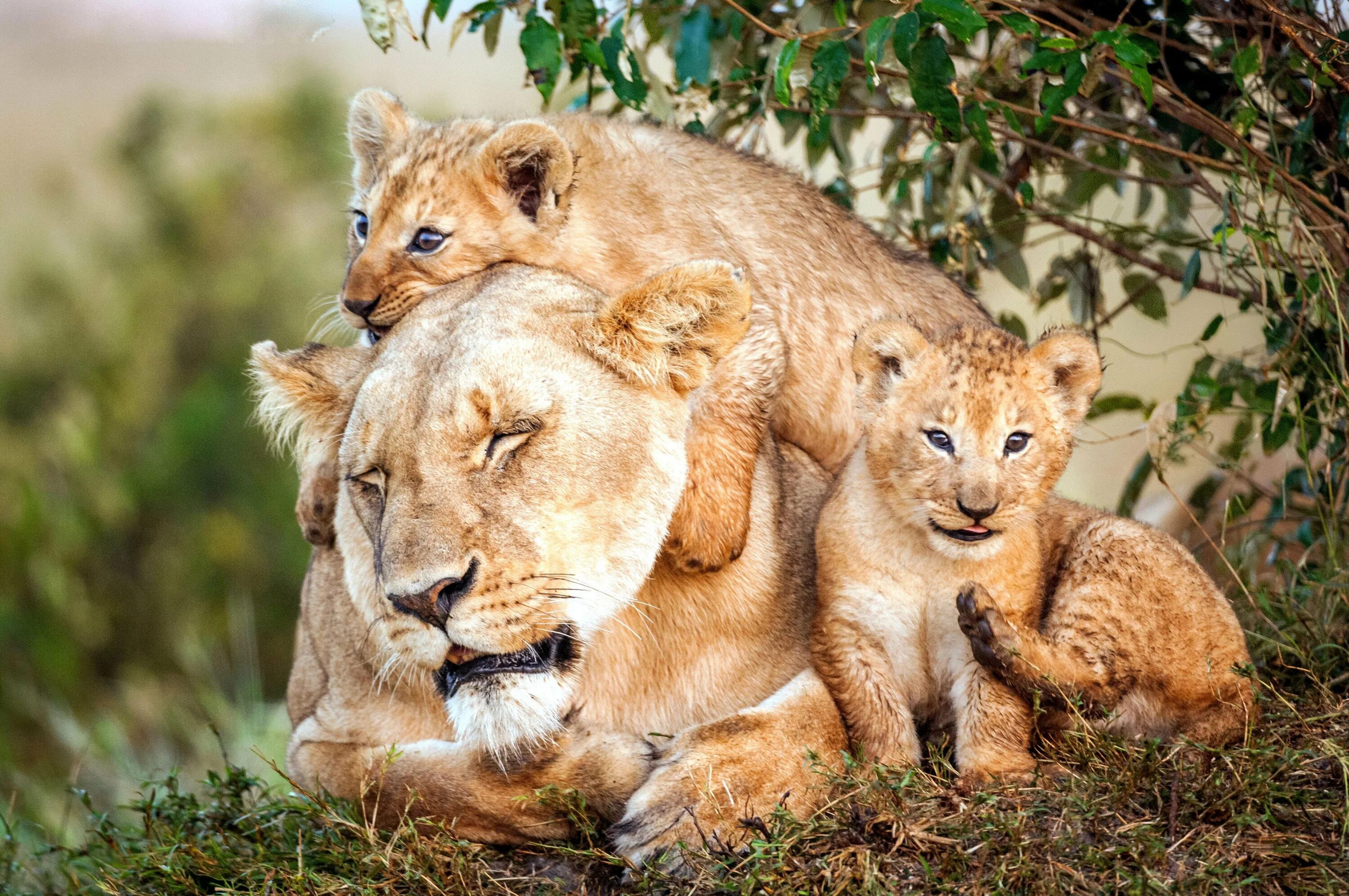 Лев львица и Львенок. Лев львица и Львенок семья. Мамы и Детеныши. Львица с детенышем. Мать и ребенок животные