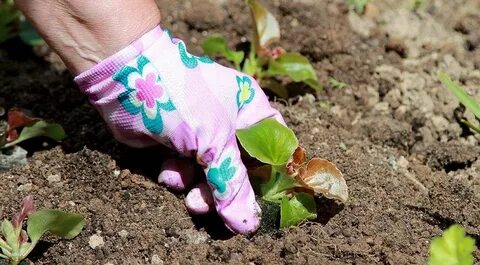 Когда можно высаживать бегонию в грунт