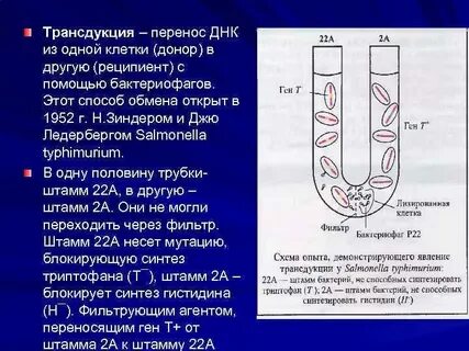 Днк переносит