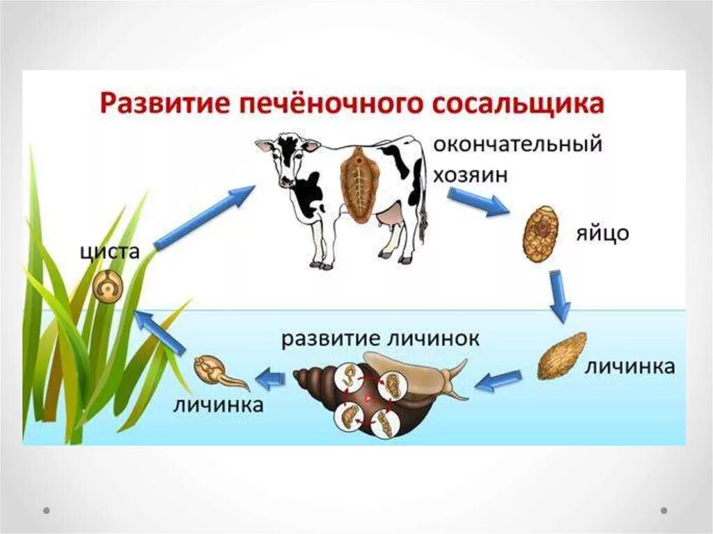 Определите тип развития животных печеночный сосальщик. Цикл развития печеночного сосальщика схема. Цикл развития печеночного сосальщика биология схема. Жизненный цикл развития печеночного сосальщика. Схема жизненного цикла печеночного сосальщика.