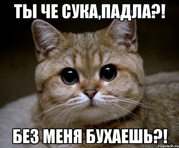 Не зовите меня бухать изменились. Че пасешь пидрила. без меня картинки. бухаете без меня. без меня без меня.