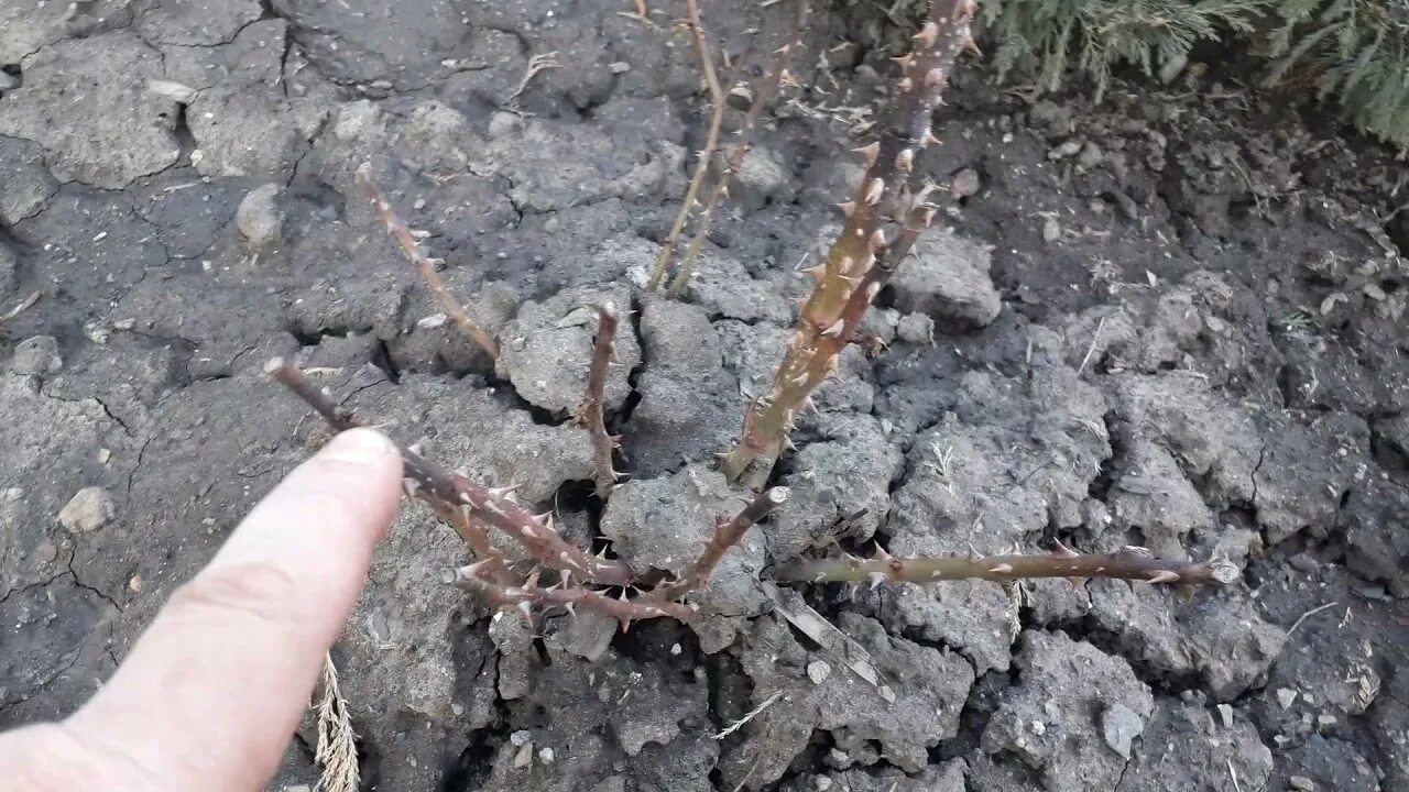 Уход за розами после зимы в подмосковье. Подмерзли розы после зимы. Розы вымерзли после зимы. Канадские розы после зимы. Розы после зимы почернели.