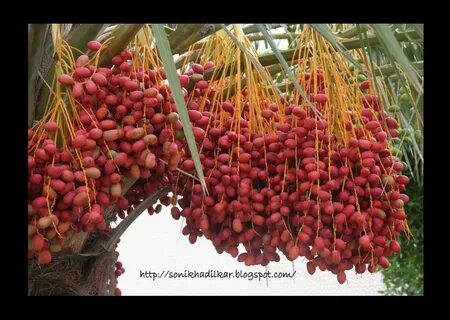 Phoenix fruit
