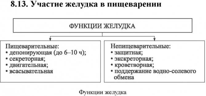 Функция желудка в организме человека. Основные функции желудка таблица. Перечислите функции желудка. Функции желудка человека в пищеварении.