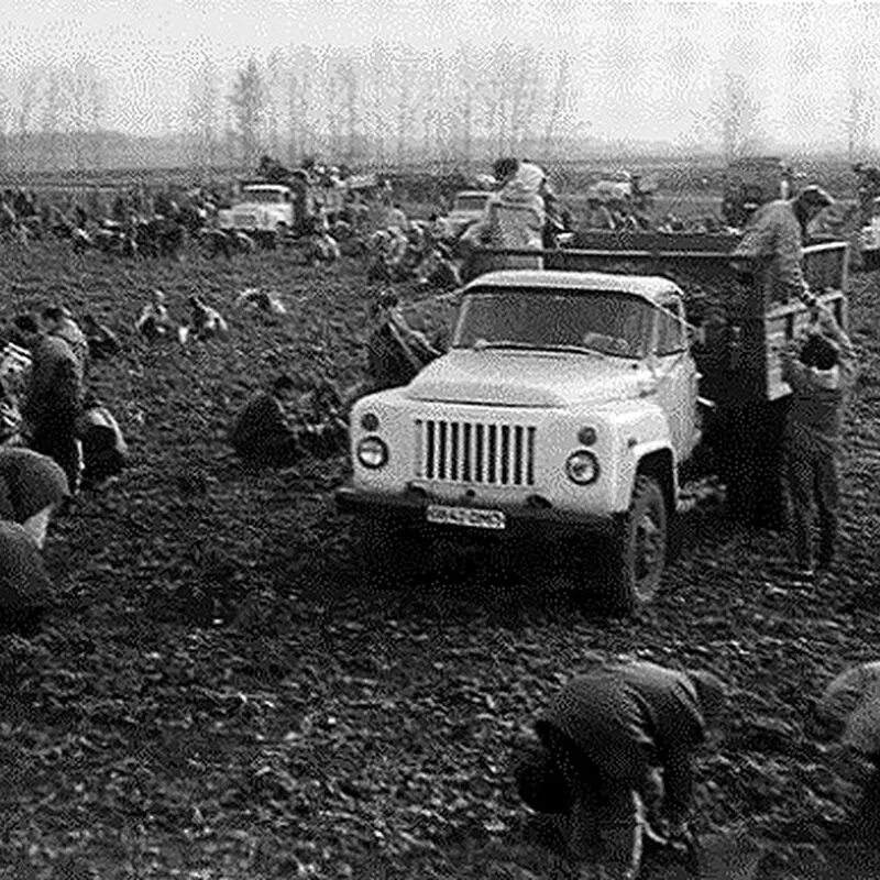 Происходить колхоз. Колхозы ссср 80-е годы. уборка урожая в колхозе. колхозы в 60-е годы. уборка картошки на полях в колхозе.