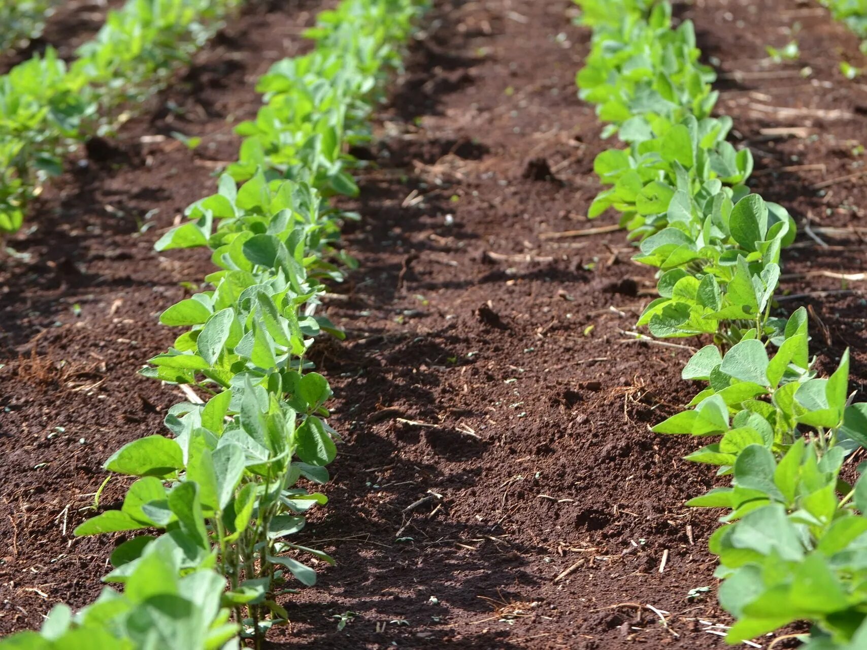 рассада сои. сельское хозяйство соя приморского края. всходы сои. посадка сои. всходы сои.