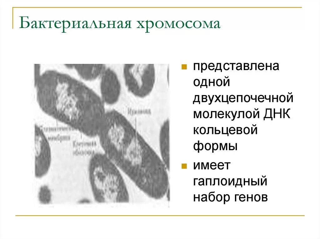 Бактериальная хромосома. Набор хромосом у бактерий. Бактериальная хромосома микробиология. Строение бактериальной хромосомы.