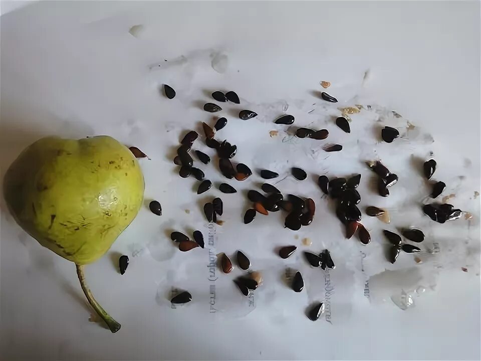 Как выглядят семена яблока Apple can be dangerous YouTube