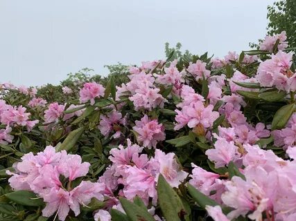 Азалии были вынесены в затененное место