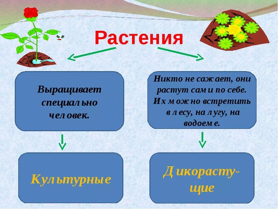 Культурные растения. Проект культурные растения. Культурные растения в жизни человека. Культурные кустарники. Значение культурных растений в жизни человека 7