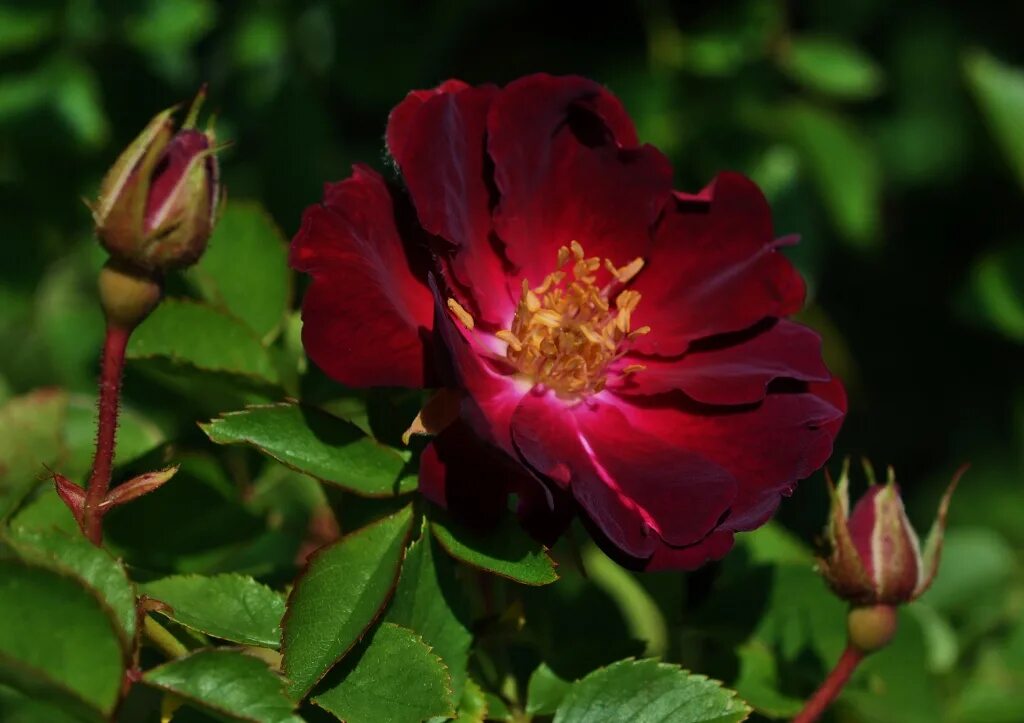 Week's roses. Pink peace роза. флорибунда феникс. роза голд топаз (goldtopas). Doris day (christian bédard, сша, 2013) роза.