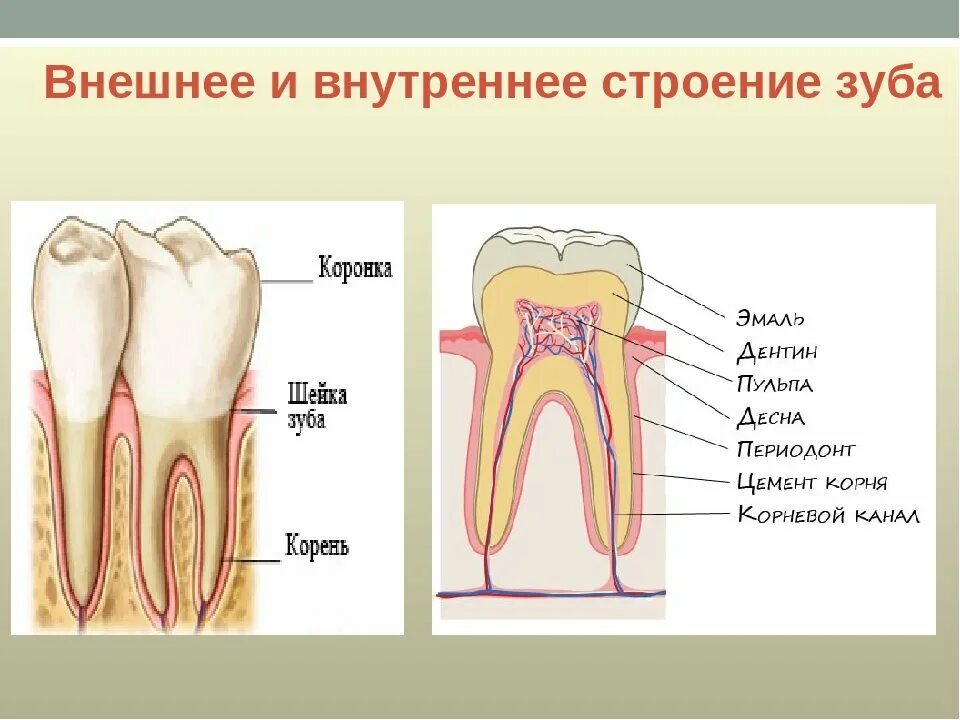 Каково внешнее и внутреннее строение зуба. Строение зуба человека схема. внешнее и внутреннее строение зуба. строение зуба 7-ки снизу. внутренне строение зуба.