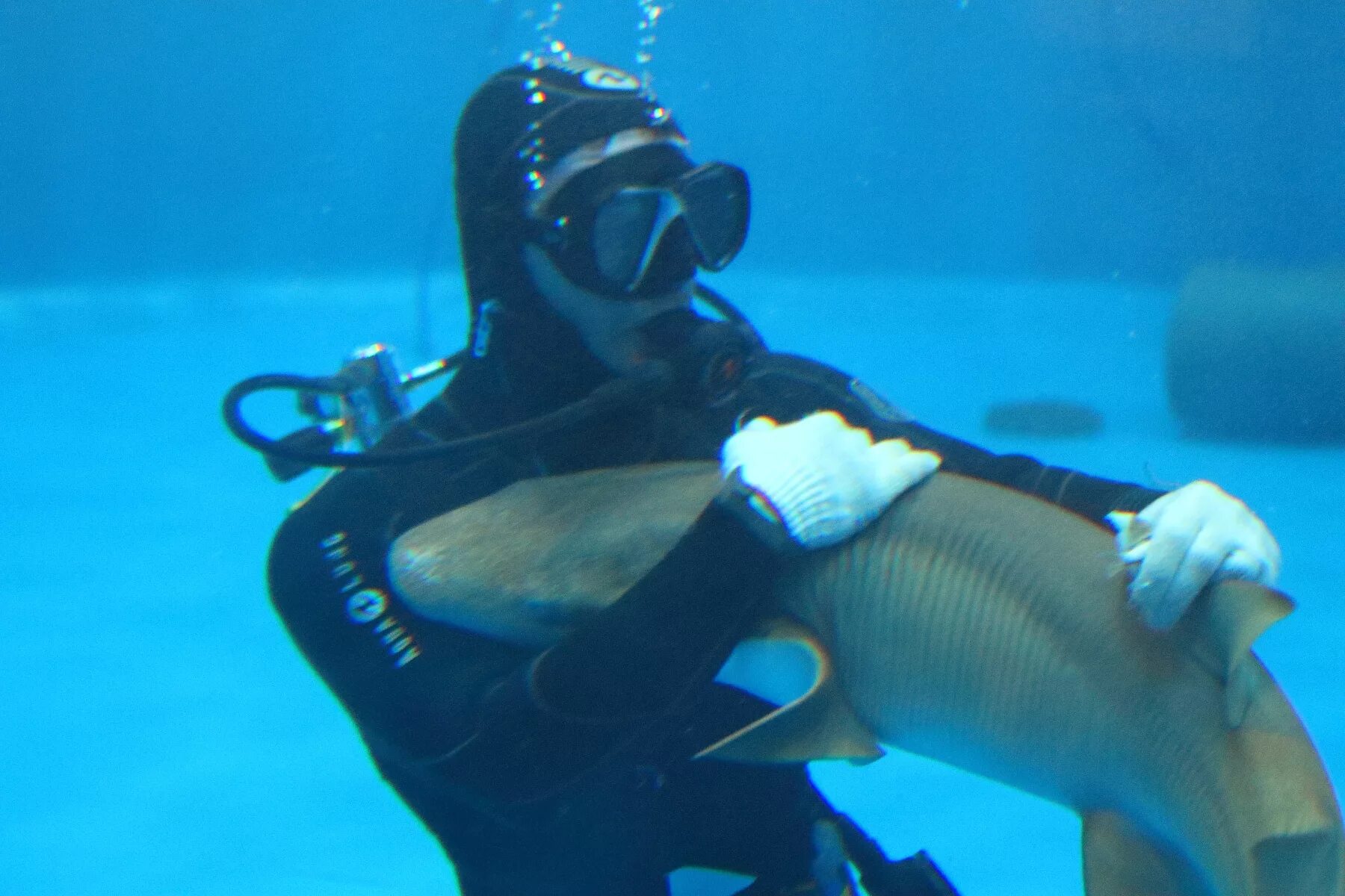 Nebrius ferrugineus. Рыба акула нянька. Ginglymostoma cirratum акула нянька. Акула нянька. Акула нянька почему так называется.