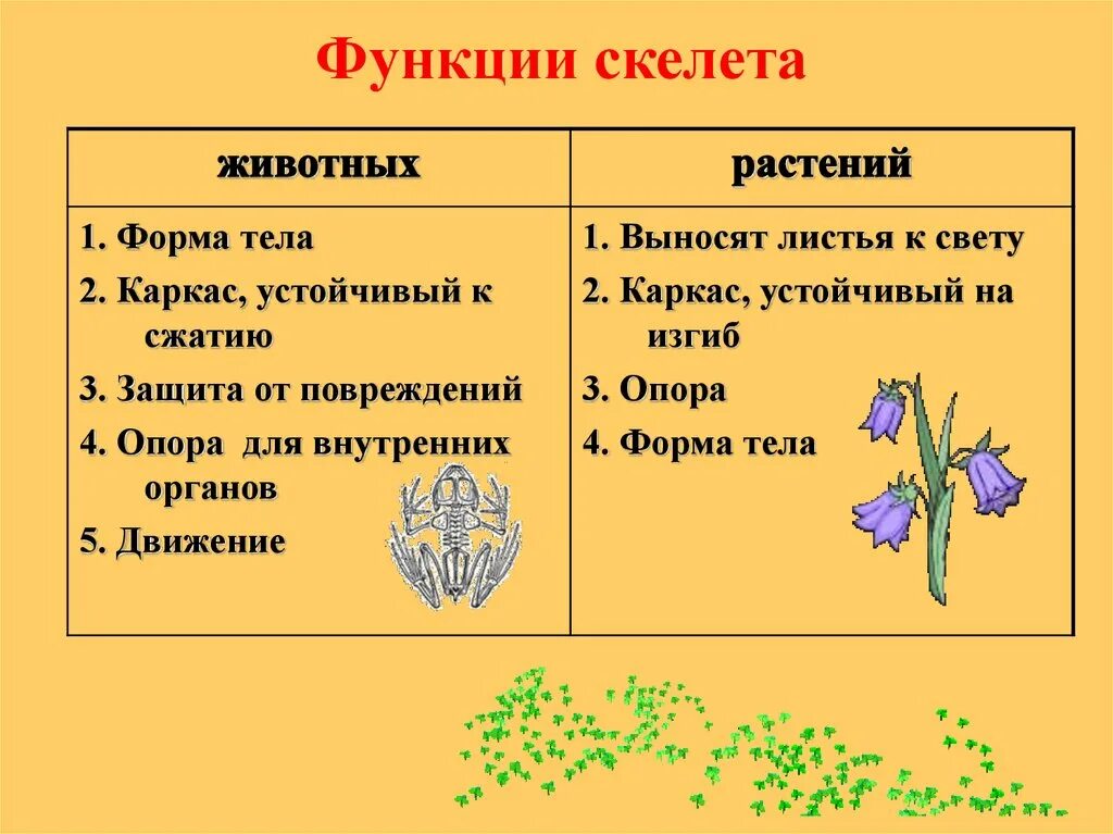 Опорная функция растения. Биология таблица скелет опора организма. Скелет опора организма 6 класс биология растения. Скелет опора организма 6 класс биология таблица. Скелеты животных и растений.