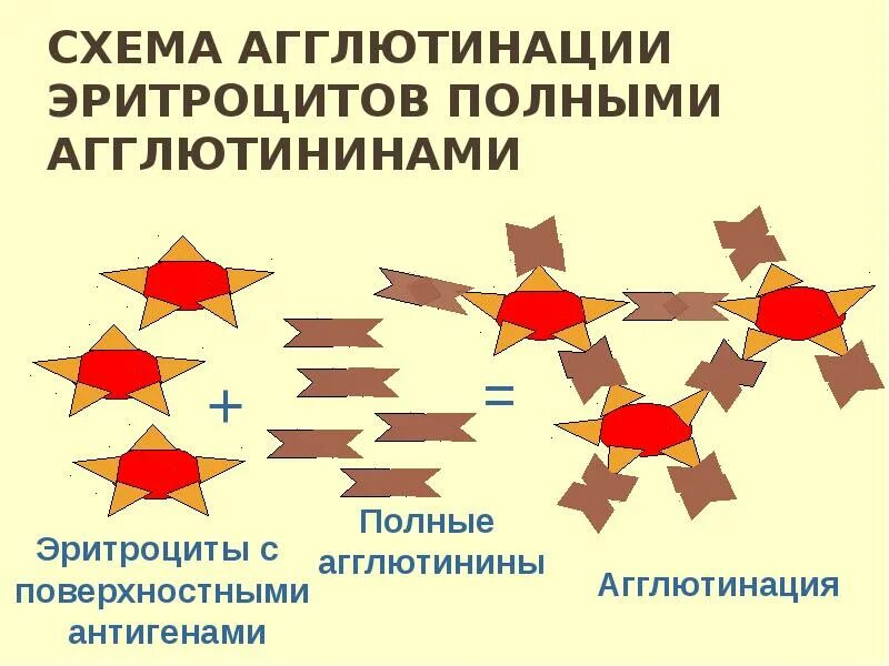 Агглютинация эритроцитов. Агглютинация. агглютинация схема. схема агглютинации эритроцитов агглютининами. неспецифическая агглютинация эритроцито.