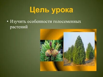 Многообразие голосеменных
