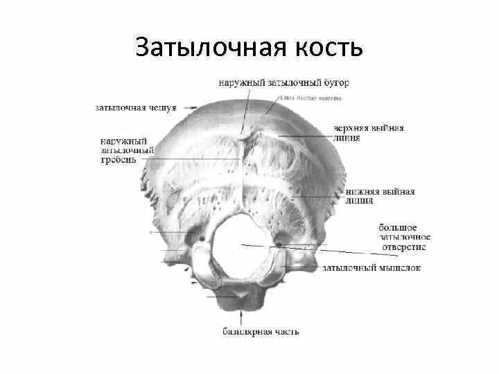 Кости черепа затылок. Строение затылочной кости черепа. Затылочная кость черепа анатомия строение. Верхняя выйная линия затылочной кости. Затылочная кость строение медунивер.