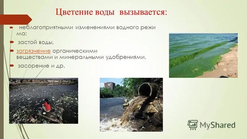 Условия цветения воды. Причины цветения воды. Цветение воды вызывается массовым размножением. Что вызывает цветение воды. Естественное цветение воды.