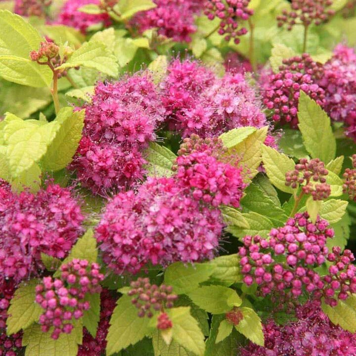 Спирея японская double play. Спирея дабл плей. спирея голдфлейм. spiraea japonica. спирея double play gold.